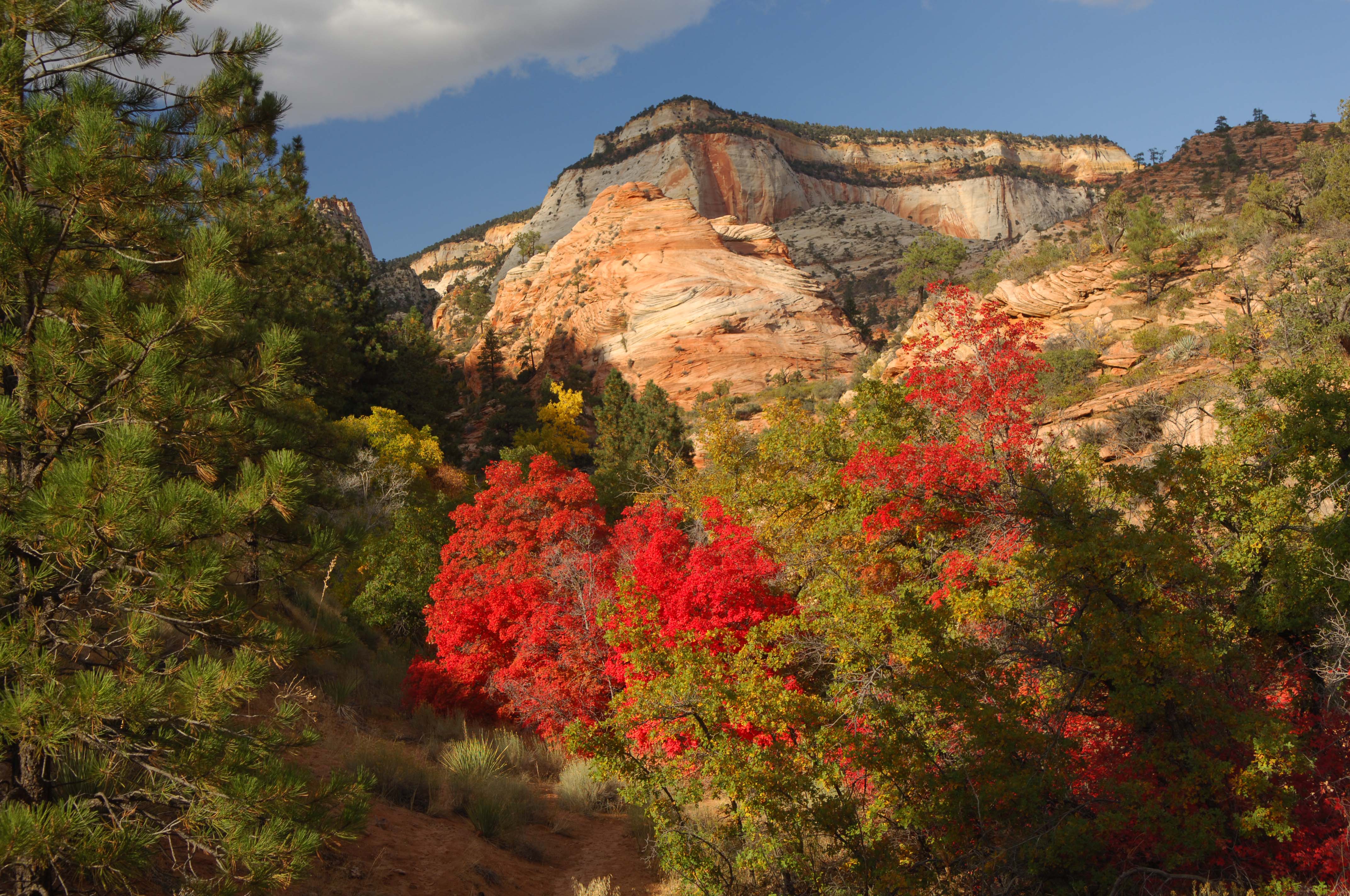 zions